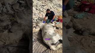 Man Saves a Dying Horse and Gives it a New Life #shorts