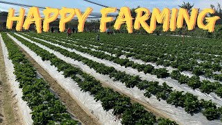 Strawberry Picking after Taiwan Election Day at HeXin Farm 和心農場