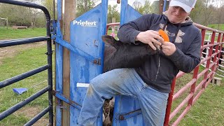 Tagging, Vaccinating, putting weaning clips on cattle!! And using my new working pen and head gate!!