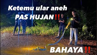 🔴KETEMU LAGi SAMA ULAR ASLi BORNEO‼️SERU NYARi ULAR HUJAN HUJAN⚠️