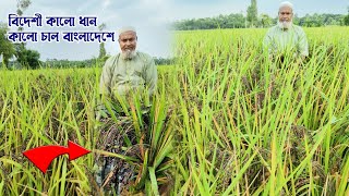 বাংলাদেশের মাটিতে ব্লাক রাইজ ধান চাষ। বিদেশী এই ধানের ফলন দ্বিগুণ হচ্ছে। 