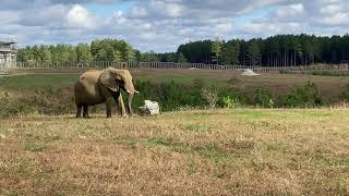 The Elephant Sanctuary | Sukari's 37th Birthday Celebration