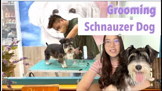 Vlog #01 - Ajak Abigail Grooming di Bandung | Miniature Schnauzer Dog