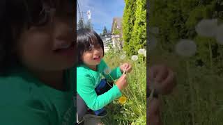 #dandelions #flowers #beta #viral #trending #toddlers #qualitytime ##family #family #happiness