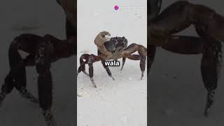 Presenting an exciting battle between the fearless scorpion and the strong crab🦀🦂