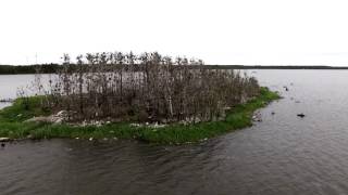 Skarvar förstör vår skärgård- Storgrynnan i Pjelax