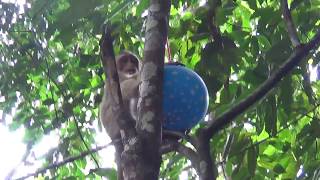 Amazing Monkey Playing Balloon on tree and Make romantic love on the road with family.