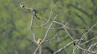 Grünspecht putzt, Goldammer singt _ Vogelbeobachtung am Booser Riß