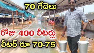 లీ" పాలు రూ 70 పైనే Buffalo dairy farm business@MalleshAdla