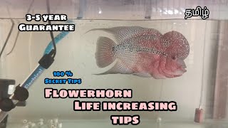 Flowerhorn Life increasing Tips |  Aquapets & Farm