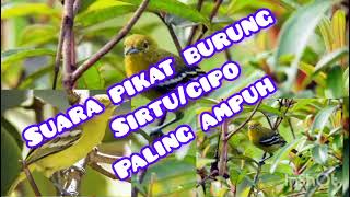 Suara pikat burung sirtu/cipo paling ampuh auto langsung dapat#pemulakicaukicau