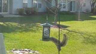 The Relentless Squirrel