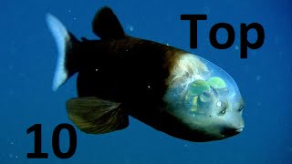 Top 10 Weirdest Fish