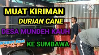 DURIAN CANE || DESA MUNDEH KAUH || GO TO SUMBAWA‼️