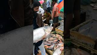 #fish market | Live fish market |100% quality @Chembarambakkam #fishinglife