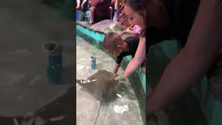 Stingray feeding! Hand feeding stingrays!