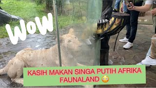 LIAT SINGA PUTIH AFRIKA FAUNALAND ANCOL YANG TERKENAL