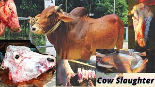 Cow | Meat Cutting | All In One