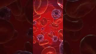 red blood cell in blood stream #biology #facts