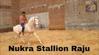 Nukra Stallion Raju