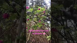 Salmonberries are in bloom!