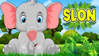 SLON 💛 HIT pesmica za decu 💜 Pesmice o životinjama ❤️️ Dečije pesmice 💚 Elephant song 💜