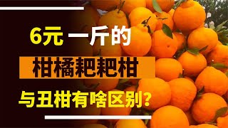 6塊錢的耙耙柑與丑橘有什么區別？不只是價格的差異，還有其他的