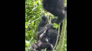 baby gorillas enjoyment#book with us now#+256775927484