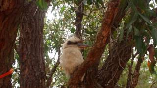 Kookabura cooking show Episode 3