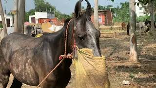 Amroha Horse Fair 2023| Horse Fair | Hasan raza horse