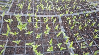 QUAL DEFENSIVO POSSO USAR EM MUDAS DE PIMENTÃO E TOMATE