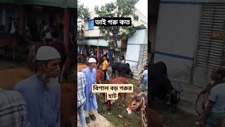 ফেনীর সবচেয়ে বড় কোরবানি পশুর হাট ।।  #shortvideo #ytshorts #eid #qurban #shorts #short