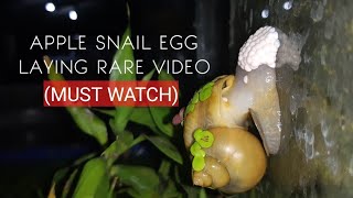 Apple snail egglaying | rare video