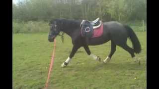 *FOR SALE* Welsh Cob section D Mare SOLD