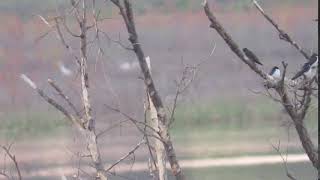 Black Tern