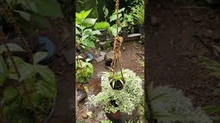 //coconut shell ideas //Plant// Hanging coconut shell