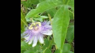 Florida's Passionfruit Maypop