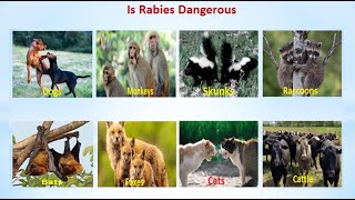 Is Rabies Dangerous