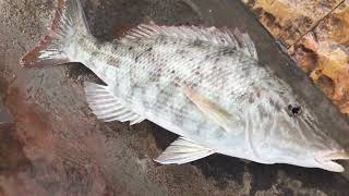 Wow. Angler Bali, Pak Wad Strike Ikan Jangki Moncong Lahap Umpan Cumi Di Pantai Bangsal, Sanur.