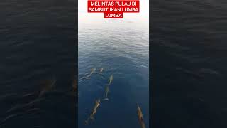 🔴MELINTAS LEWAT PULAU DI KAWAL DENGAN IKAN LUMBA LUMBA⁉️shorts#kapal#kapallaut #shortvideo