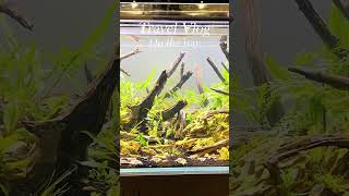 #beautiful #aquarium #naturetank #natureaquarium #fish #youtubeshorts