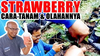 CARA TANAM STRAWBERRY DI AGROWISATA. Belajar dari Ustadz Ahmad tentang cara pandang pertanian modern