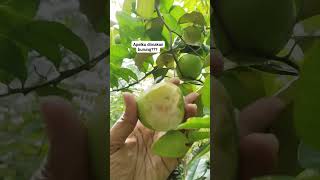 SEDIH|| APELKU DIMAKAN BURUNG||| #viralvideo #buah #kebunorganik #buahorganik #apelputsa