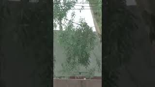 rain relaxing sound #shorts #viralshorts