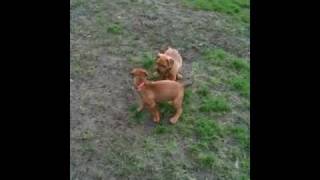 Jordyn and diesel (boof) playing (pitweiler)