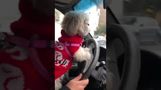 Pet Driver