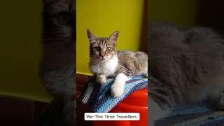 Cat | We-The Time Travellers #cat  #catvideo  #youtubeshorts