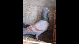 10 Dangerous gole Pigeons breeds (Races,laalban,khaal,nafta,indain jangla)..