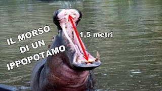 LA POTENZA DI UN IPPOPOTAMO - FULL HD