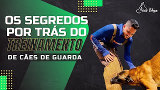 Os segredos do treinamento de cães de guarda, adestradores precisam saber isso.